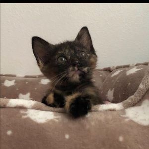 Meet your Posher, Atalia